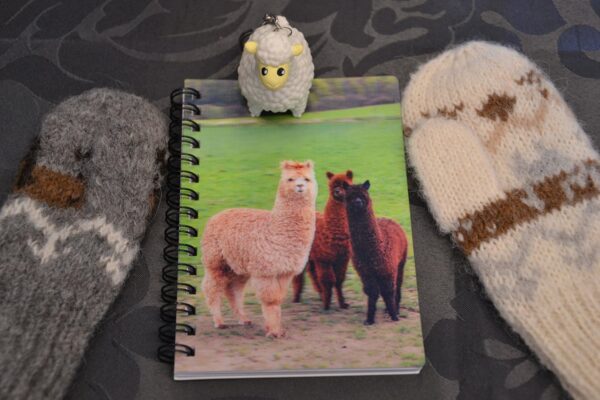 raxalpakas_shop_16 raxalpakas_shop_16